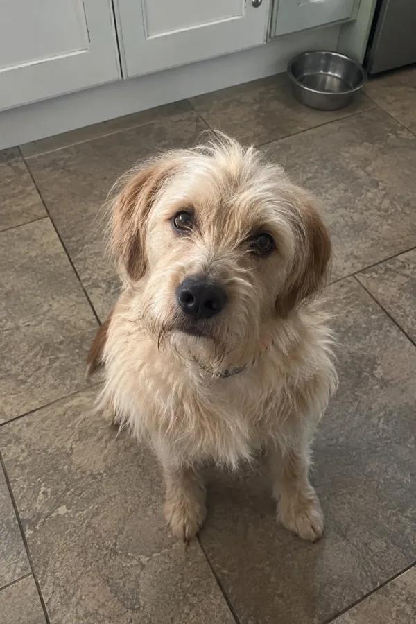 Photo d'un chien prise au téléphone